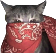 red_bandana_cat emote for Discord