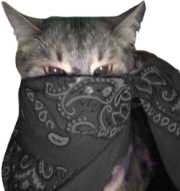 gray_bandana_cat emote for Discord