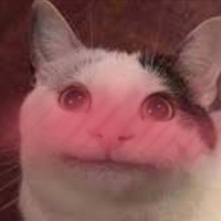 beluga_cat_blush emote for Discord