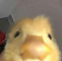 PeekingLurkingDuck emote for Discord