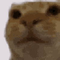 cat_stare emote for Discord