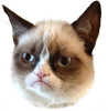 GrumpyCat emote for Discord