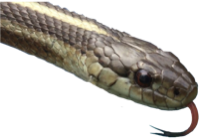 GarterSnake emote for Discord