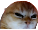 Mad_Cat emote for Discord