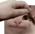 beluga_petpet emote for Discord
