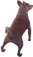 DogTwerk emote for Discord