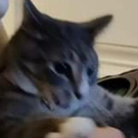 catattacked emote for Discord