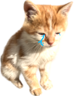 kittenPensiveCry emote for Discord