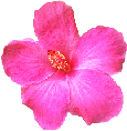 pink_flower emote for Discord