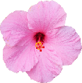pastel_flower emote for Discord
