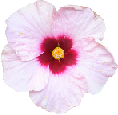 white_flower emote for Discord