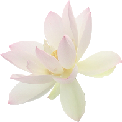 white_flower emote for Discord