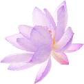 purple_flower emote for Discord