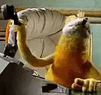 Flatericheadbang emote for Discord