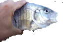 KillerFish emote for Discord