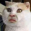 funny_cat_smashed_face_hawtf emote for Discord