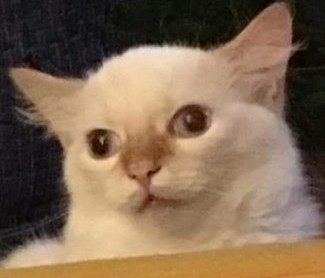 dumb_cat emote for Discord