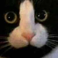 MEOW emote for Discord