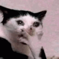 cat_omg_cry emote for Discord