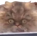126_CrackheadCat emote for Discord
