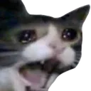 137_CatScream emote for Discord