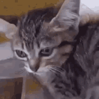 cat_cry emote for Discord