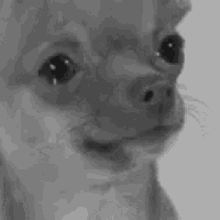 dog_cry emote for Discord