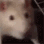 RatJam emote for Discord