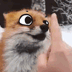 CuteFoxBoop emote for Discord