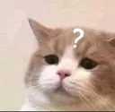 cat_confused emote for Discord