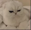 cat_angyy emote for Discord