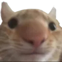 stupid emote for Discord