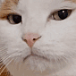 Oh emote for Discord