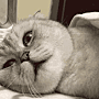 Icant emote for Discord