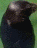 ello emote for Discord