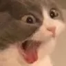 Cat_Scream emote for Discord