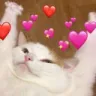 catcute emote for Discord