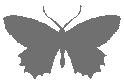 Butterfly_Gray emote for Discord