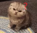 cat_angyy_2 emote for Discord