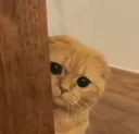 sneaky_cat emote for Discord