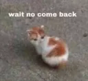 cat_noo emote for Discord