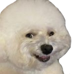 Sneaky_Bichon emote for Discord