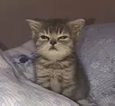 cat_wtf_2 emote for Discord