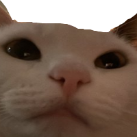 catstare emote for Discord