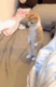 catStand emote for Discord