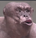 apestrong emote for Discord