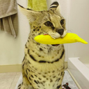 BananaSogga emote for Discord