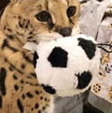 SoggerBall emote for Discord