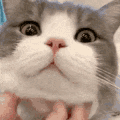 dimden_scratch emote for Discord
