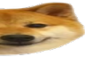 doge2 emote for Discord